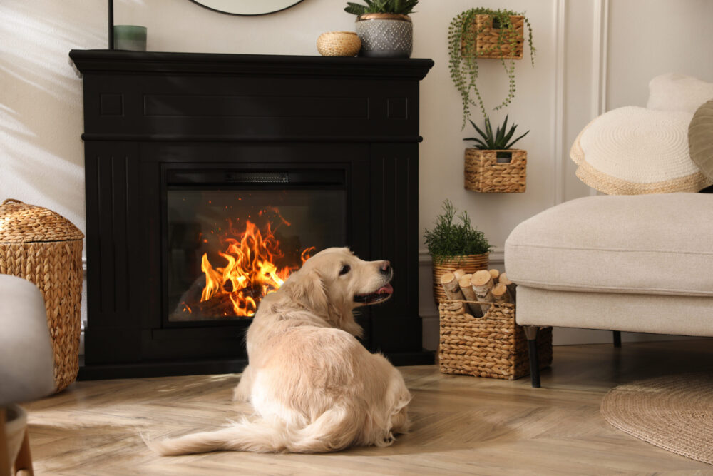 Adorable Golden Retriever dog on floor near electric fireplace indoors